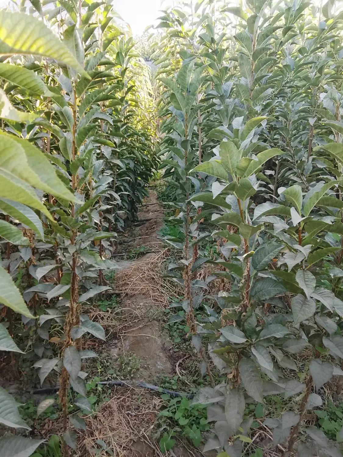 نهالستان حسن زاده شاهنامه شروع قیمت از30هزار تومان|خدمات باغبانی و درختکاری|مشهد, شمس آباد|دیوار