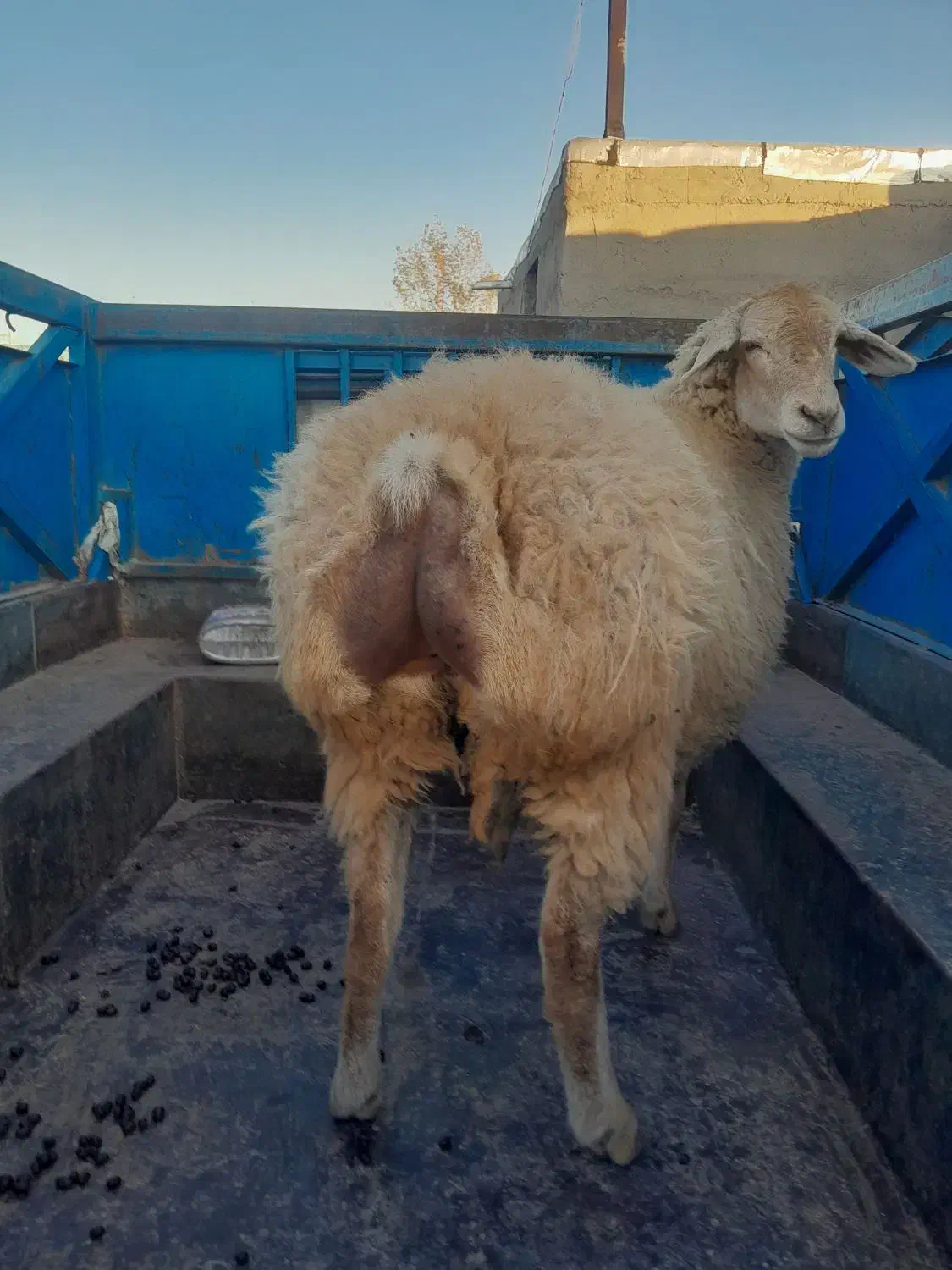 گوسفند ‌شیشک ‌اصل‌مغان‌|حیوانات مزرعه|ارشق, |دیوار