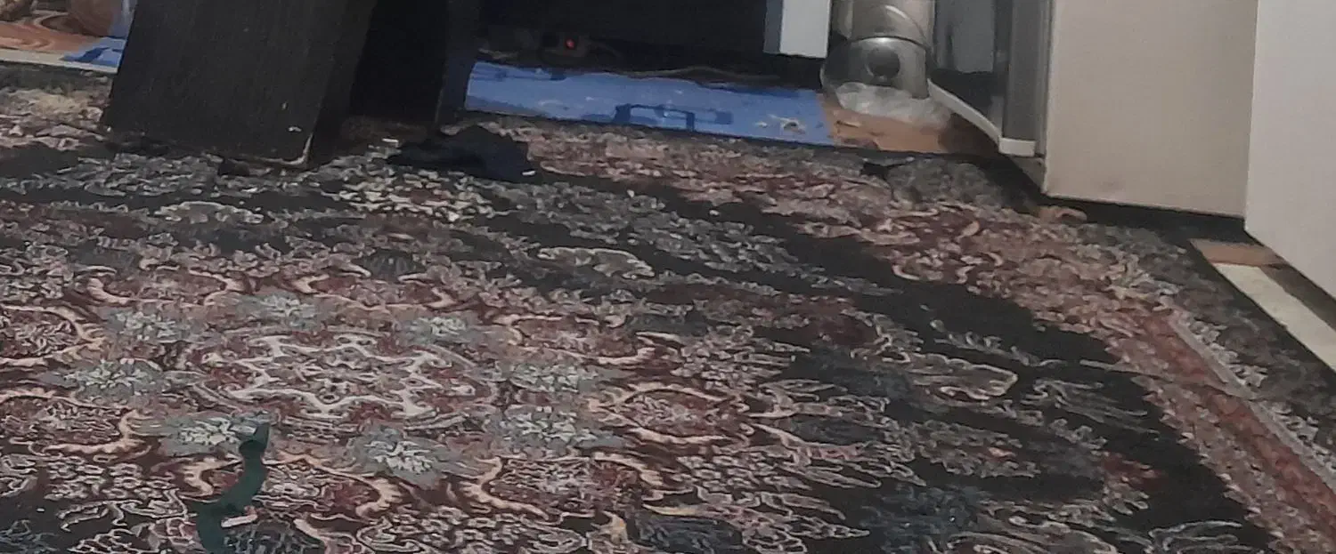 فرش ۱۲متری|فرش|پاوه, |دیوار