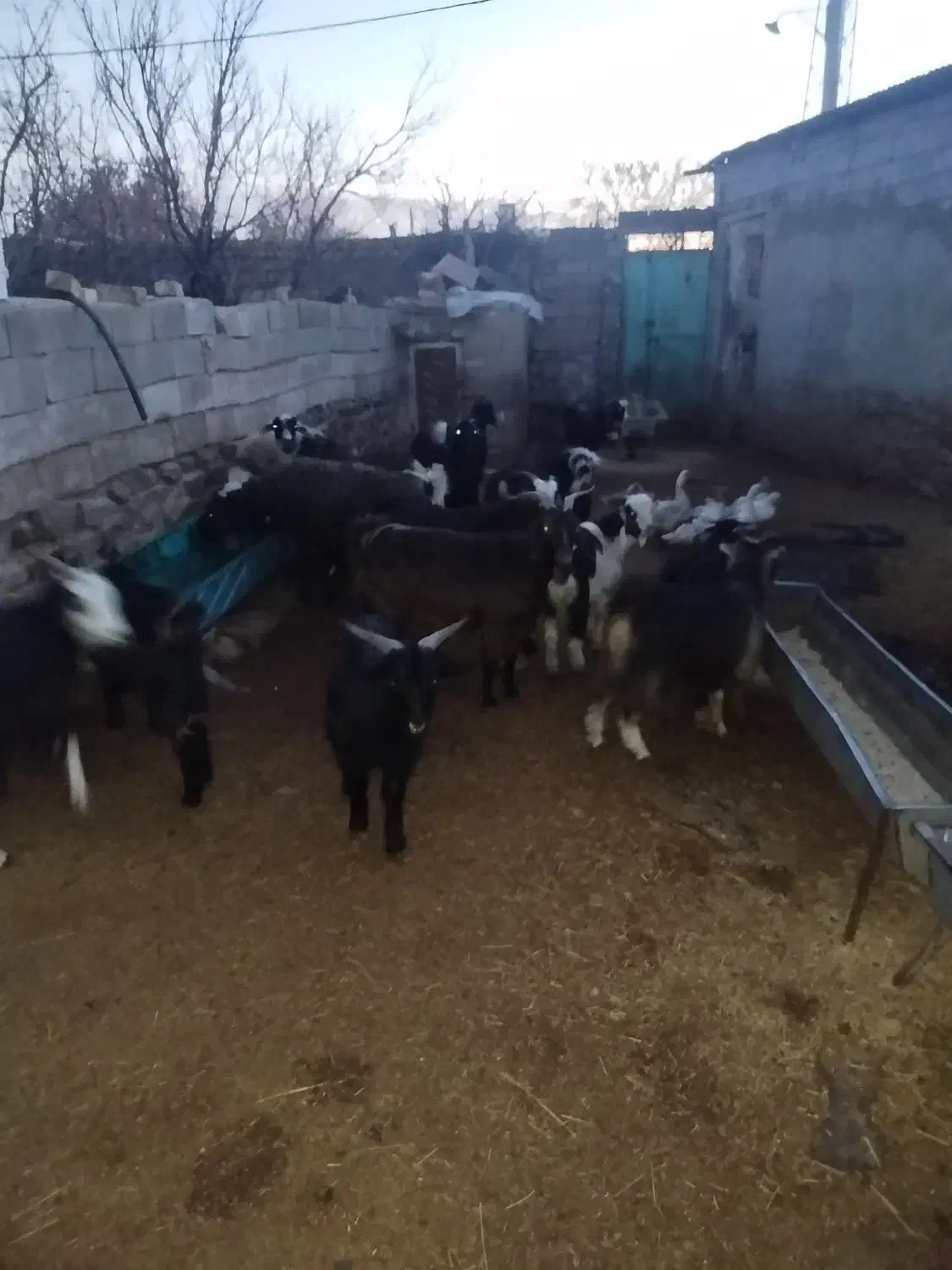 بزغاله نر ماده|حیوانات مزرعه|پیشخور, |دیوار