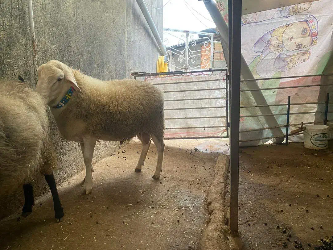 فروش گوسفند قوچ لاکروف چند قلو زای|حیوانات مزرعه|بابکان, |دیوار