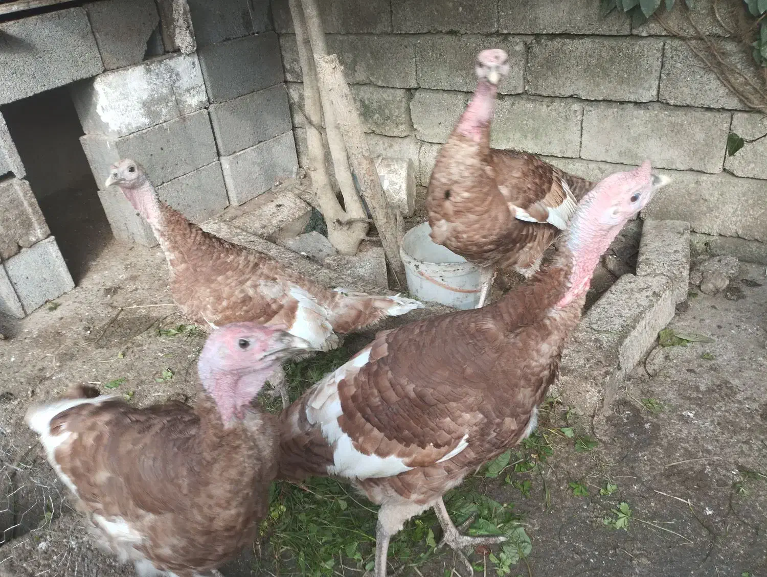 فروش چهار عدد بوقلمون بوربون|حیوانات مزرعه|رامسر, |دیوار