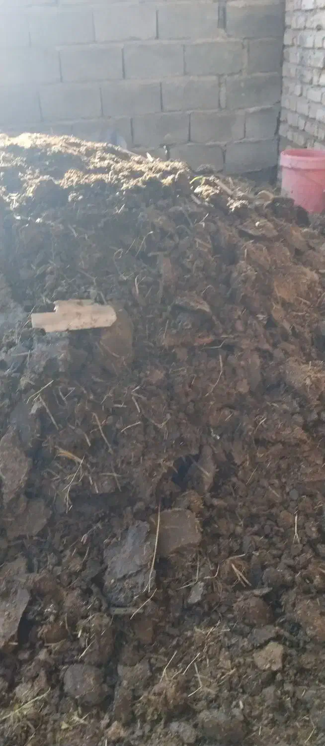 گاو|حیوانات مزرعه|جیرفت, |دیوار