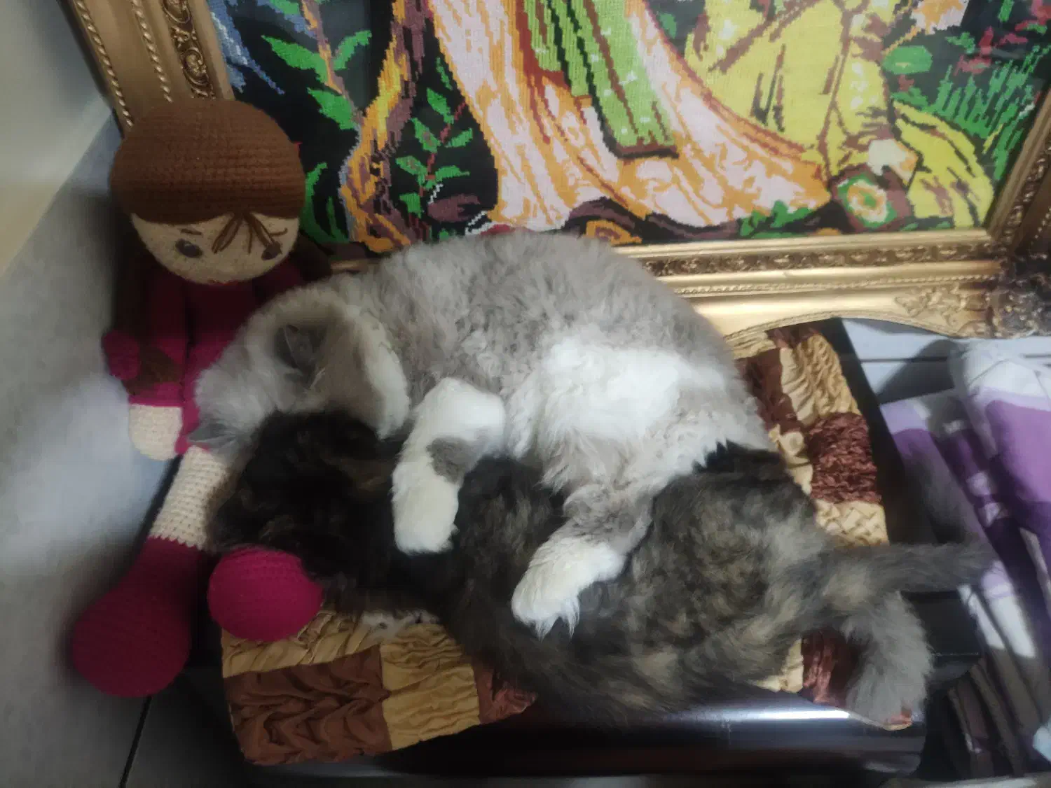 گربه همالین پرشین|گربه|اصفهان, وحید|دیوار