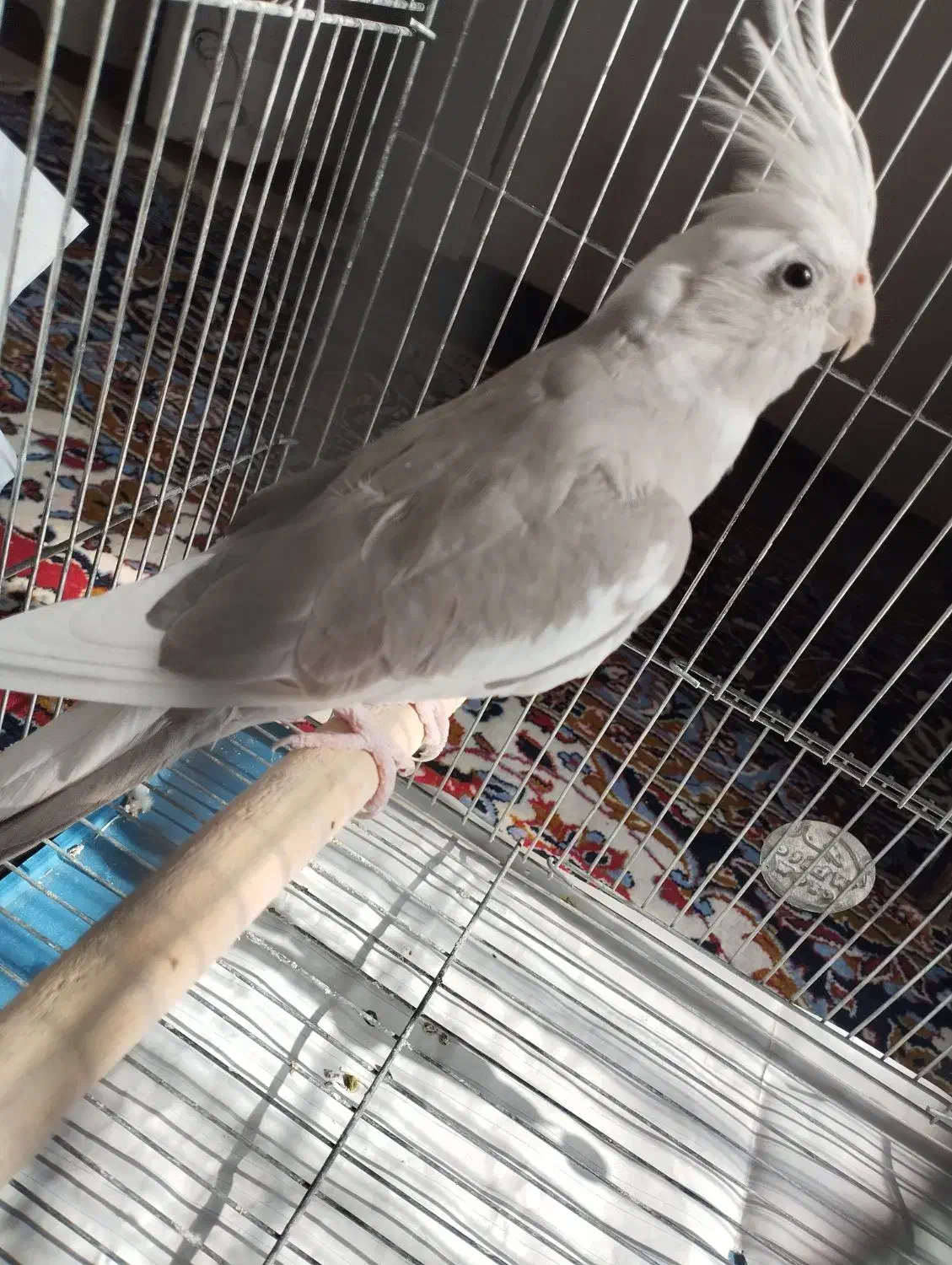 فروش عروس هلندی نژاد وایت فیس|پرنده|قهستان, |دیوار