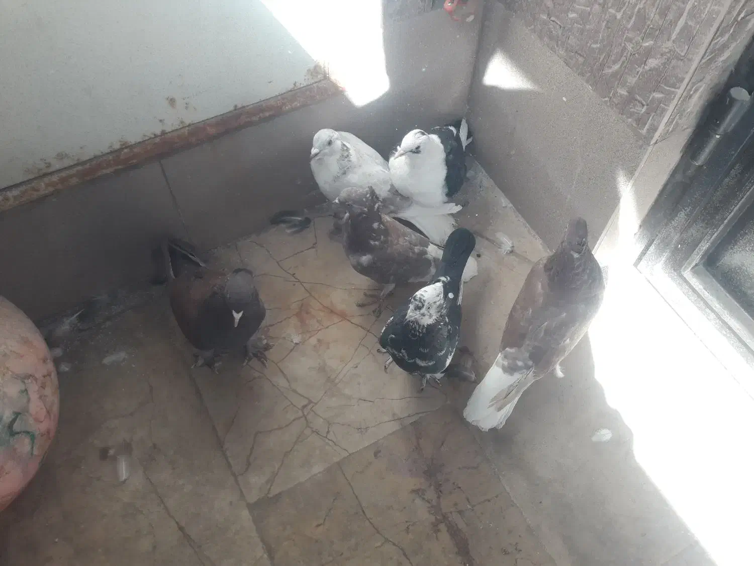 کبوتر رنگی|پرنده|قم, شهرک طالقانی|دیوار