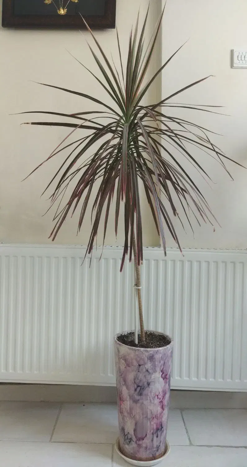 گل و گیاه|گل و گیاه طبیعی|پرند, فاز ۶|دیوار