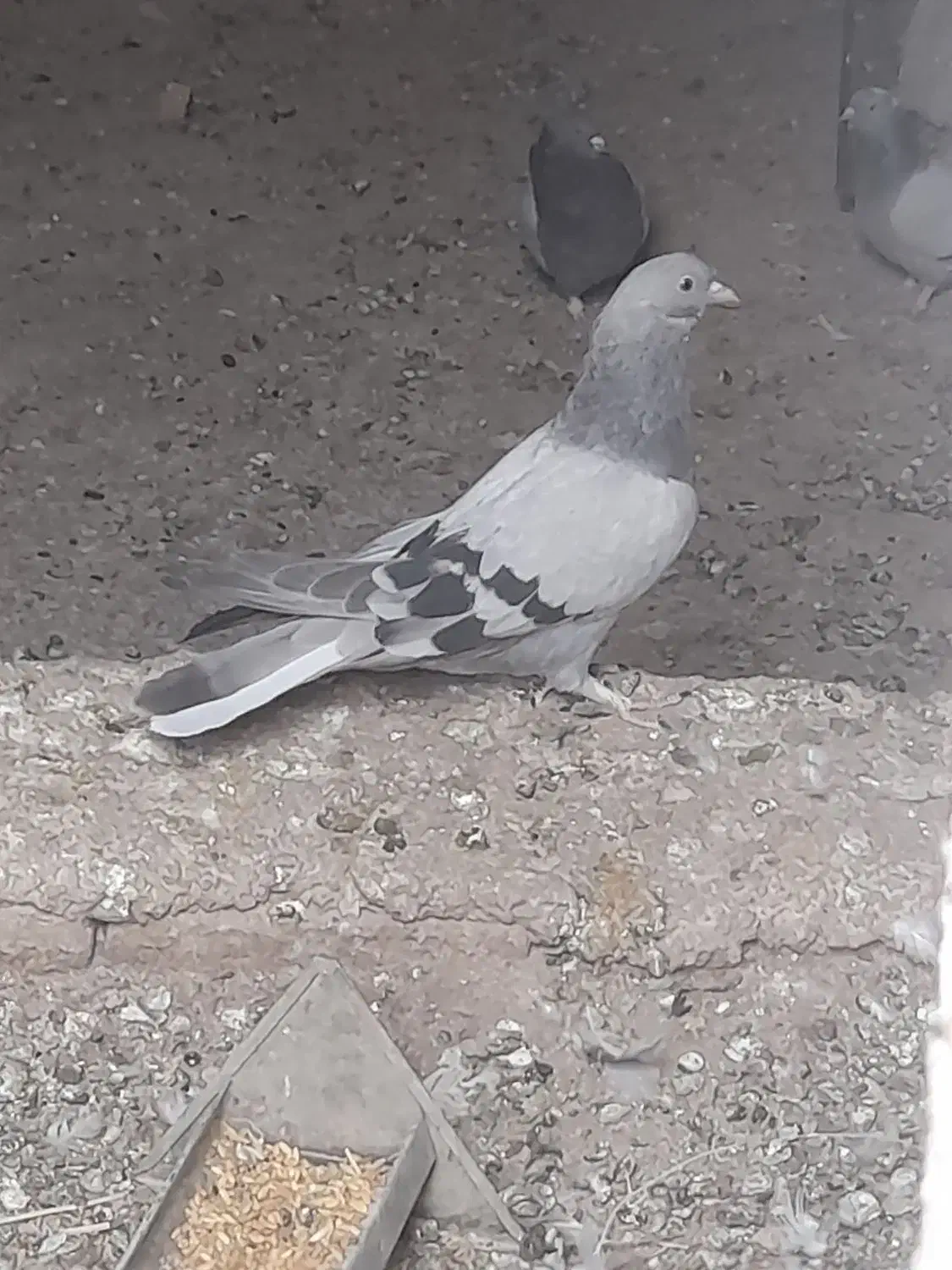 مفلق|پرنده|بابا حیدر, |دیوار