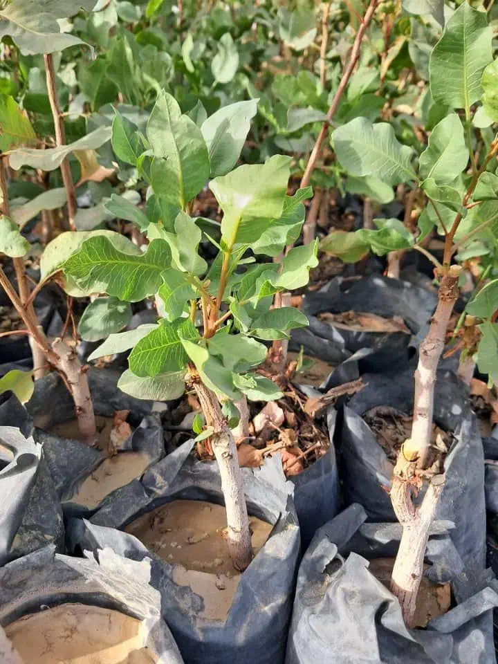 نهال پسته پیوندی دو ساله|حراج|میاندوآب, |دیوار