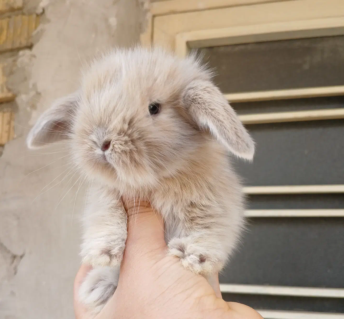 خرگوش لوپ اصیل|موش و خرگوش|شیراز, شهدای شهرک سعدی|دیوار