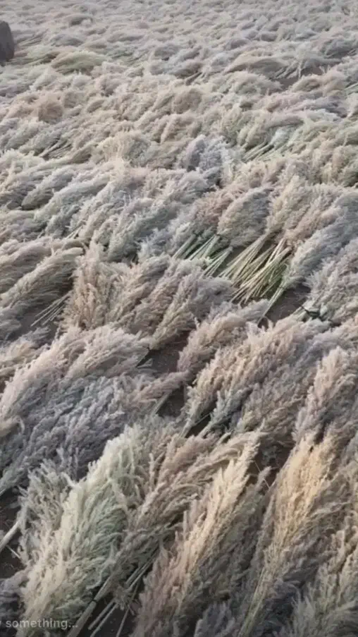 گل پامپاس،به صورت عمده وقیمت عالی|گل و گیاه طبیعی|نکا, |دیوار