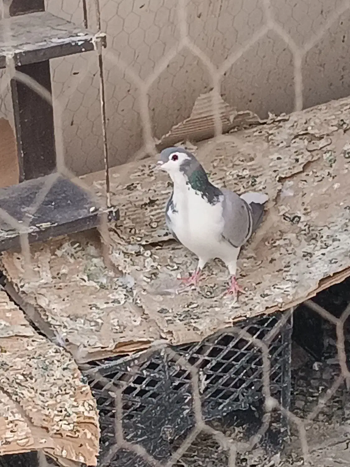 کبوتر کفتر|پرنده|شاهین‌شهر, شهرک گلدیس|دیوار