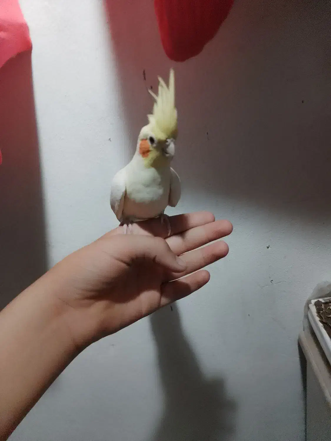 عروس هلندی جوجه|پرنده|بومهن, |دیوار