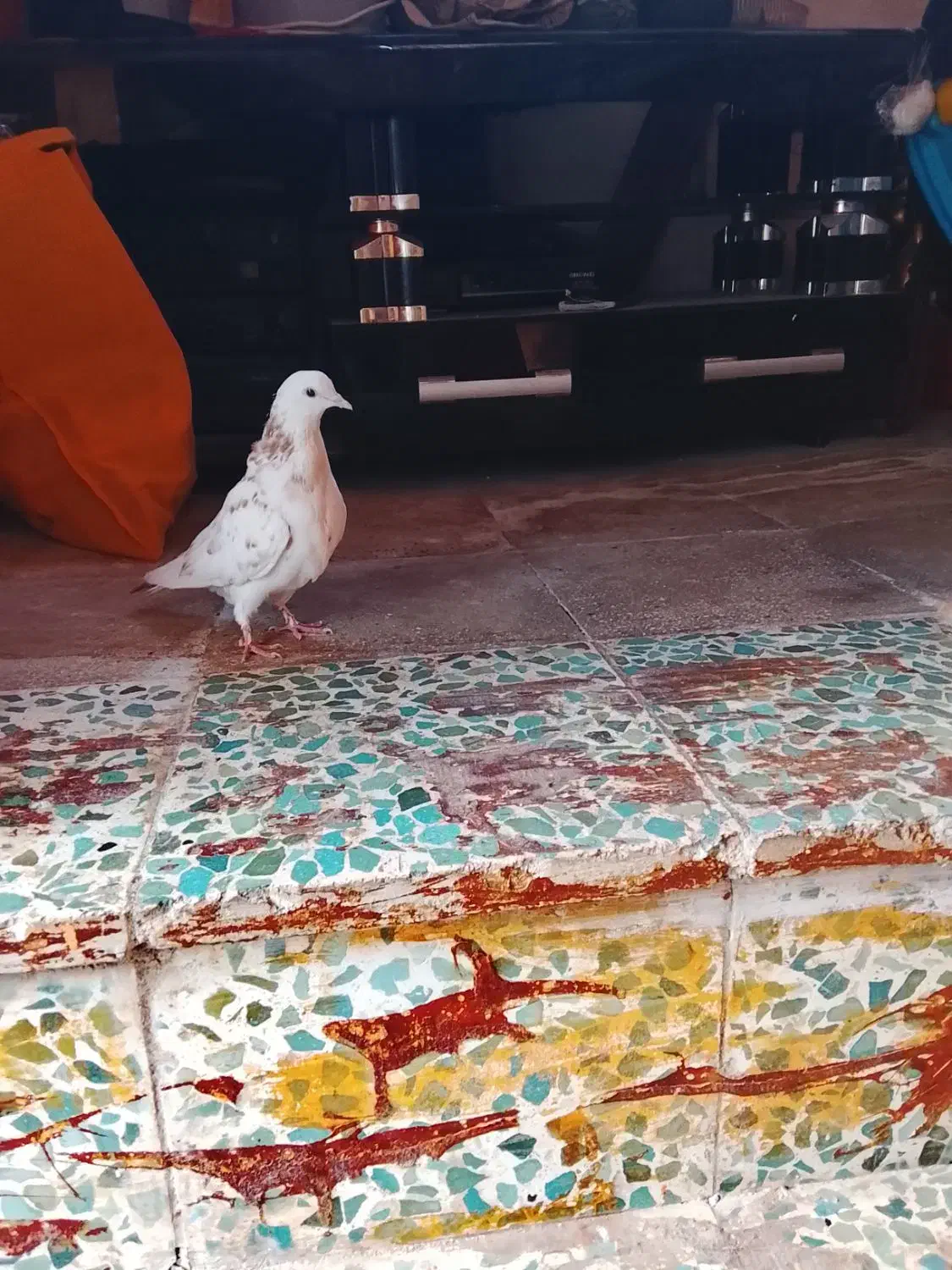 کبوتر|پرنده|جوادآباد, |دیوار