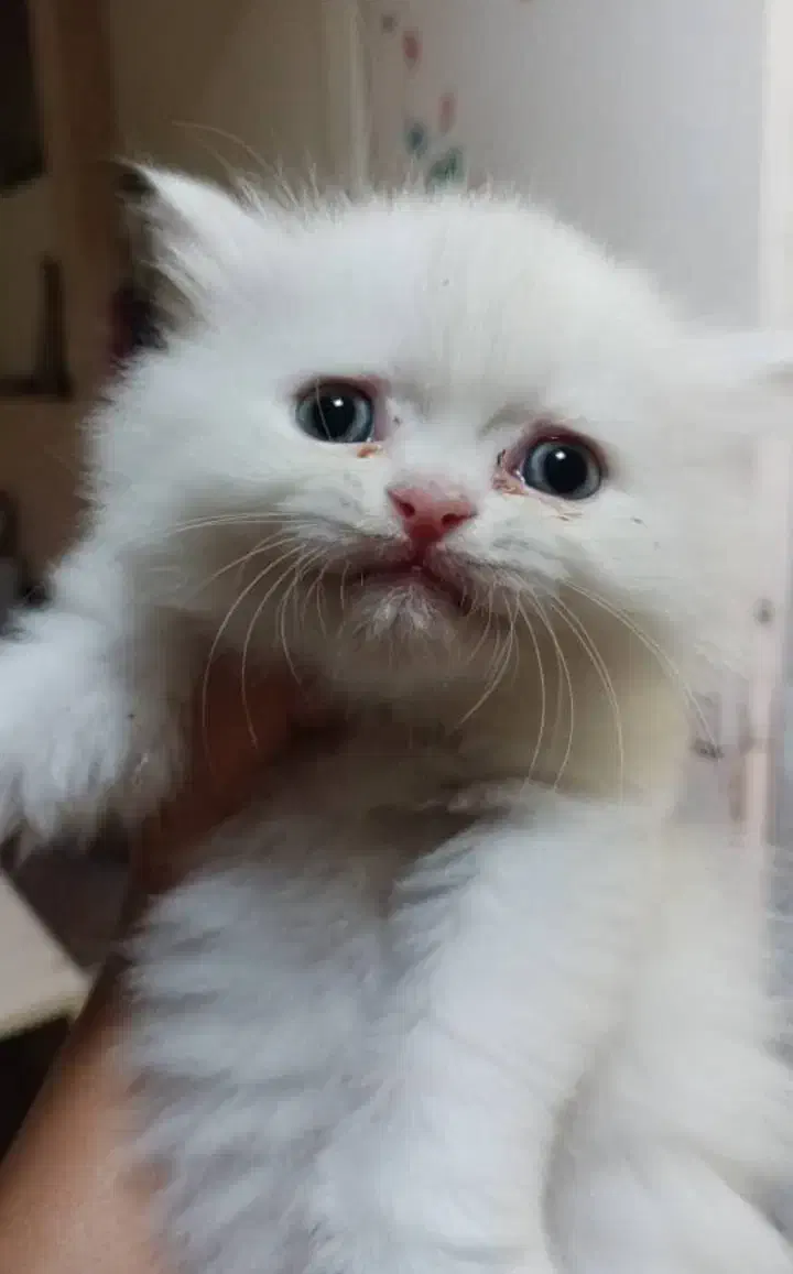 گربه برتیش|گربه|کرج, فاز ۱ مهرشهر|دیوار