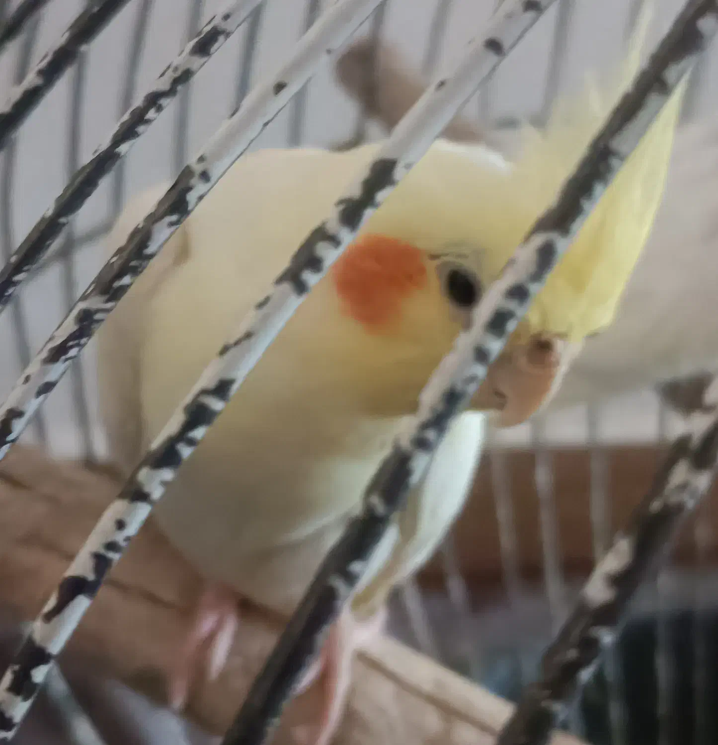 سه عدد عروس هلندی بالغ مولد قیمت همه باهم 1تومان|پرنده|تولم شهر, |دیوار