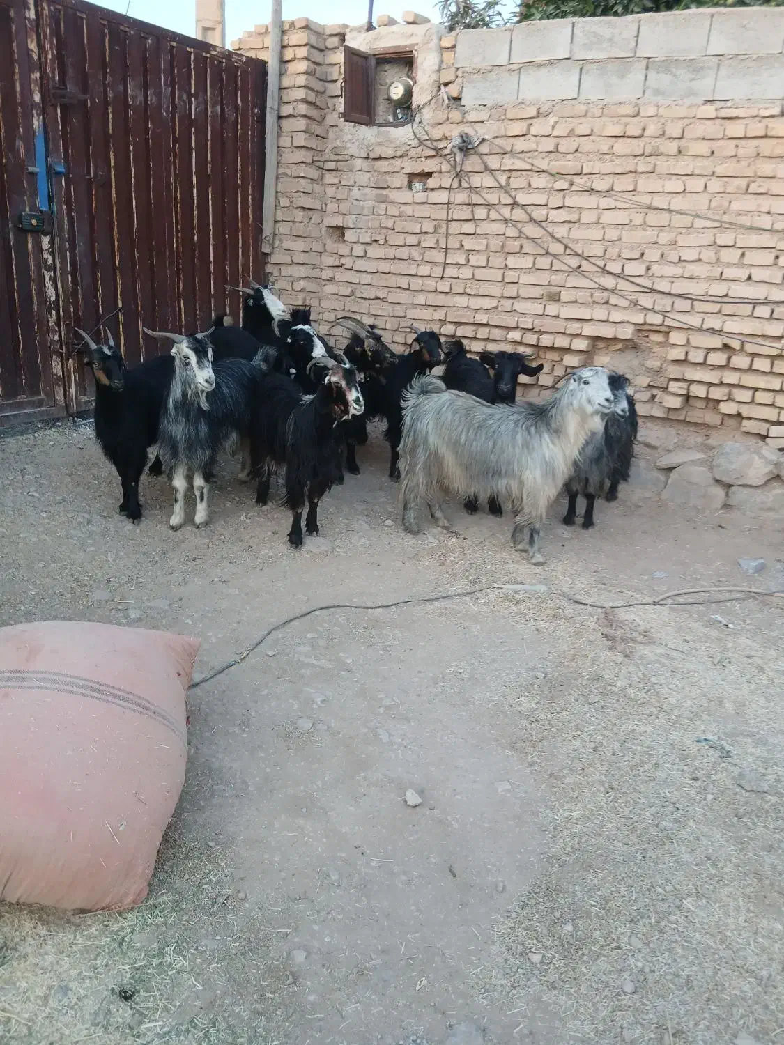 فروش بز جوان داشتی نازدار|حیوانات مزرعه|شیراز, اکبر آباد|دیوار