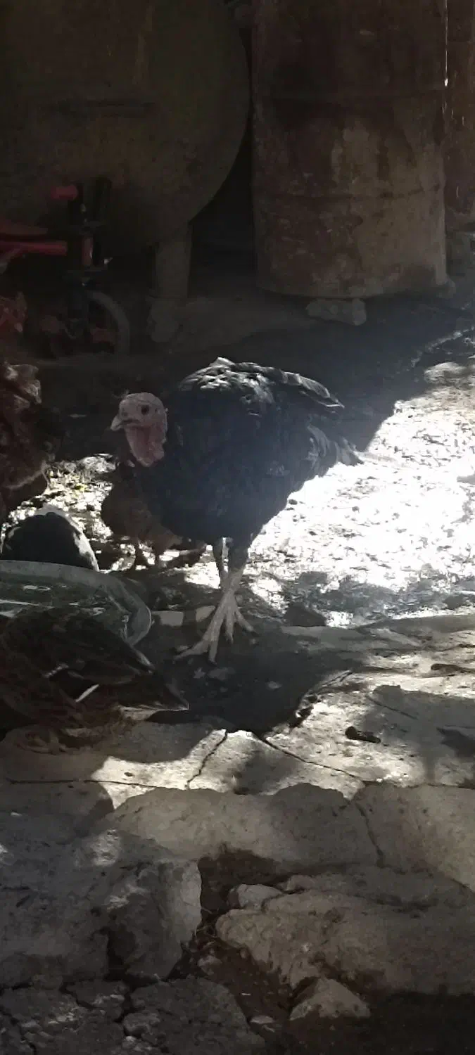 بوقلمون نر دوساله|حیوانات مزرعه|صومای برادوست, |دیوار