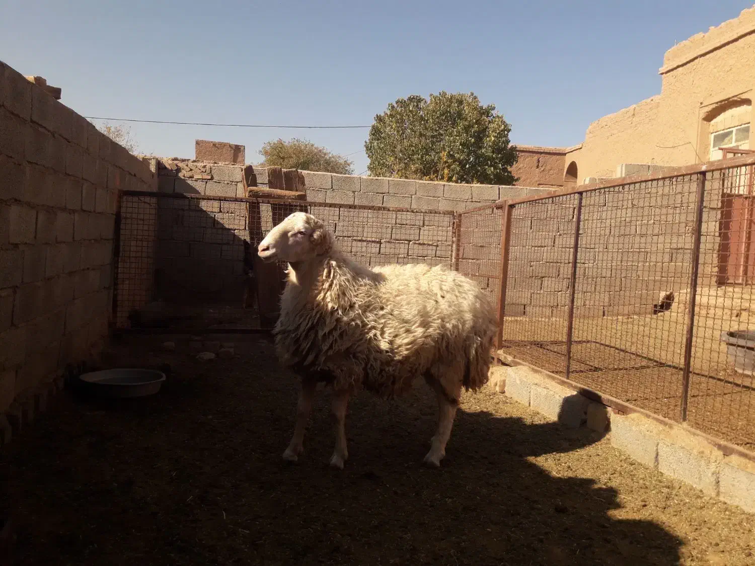 بره قوچ|حیوانات مزرعه|باشتین, |دیوار