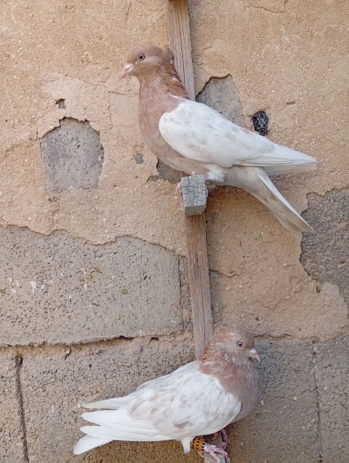 ماده کله سوسنی|پرنده|جهرم, |دیوار