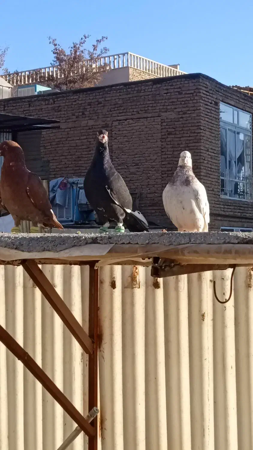 کفتر هوایی کبوتر بوم|پرنده|طرقبه, |دیوار