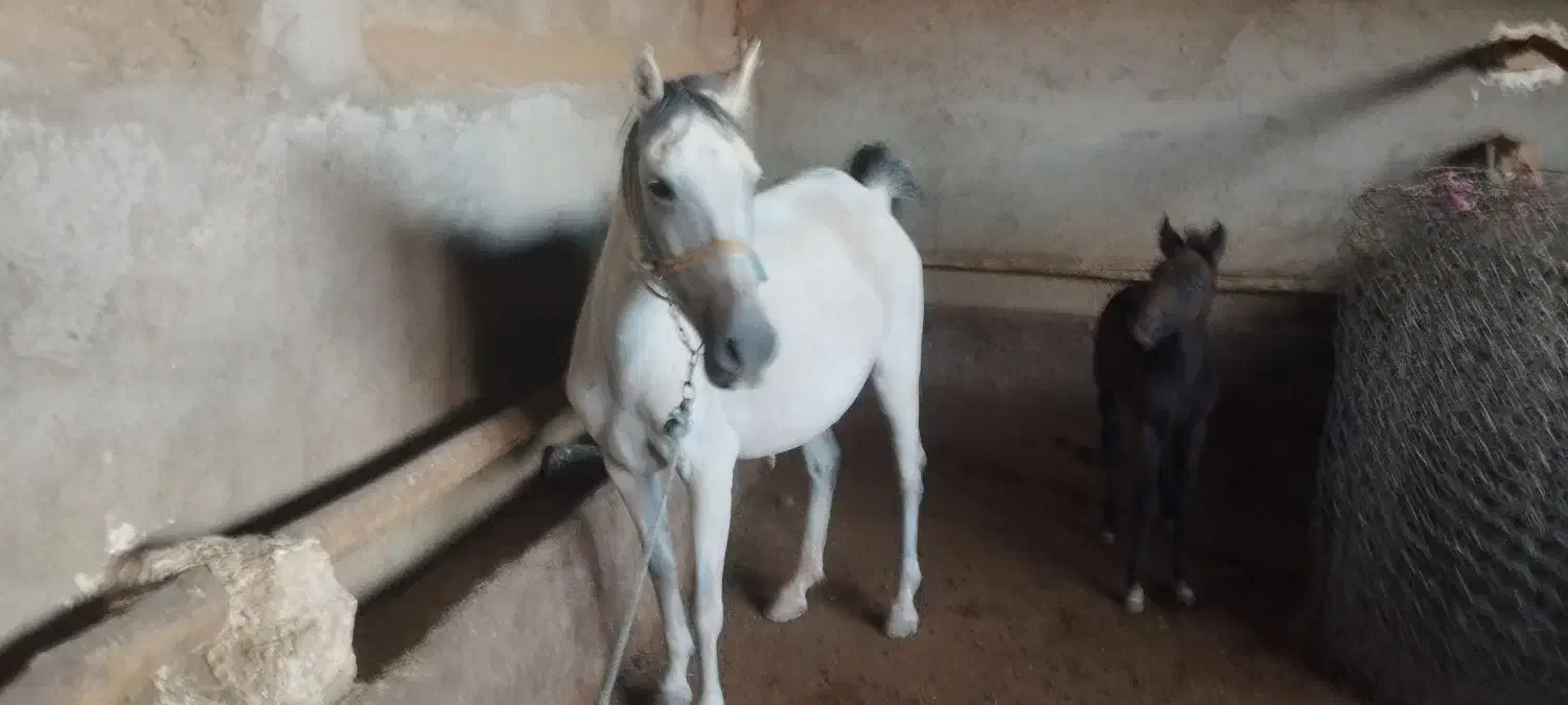 مادیان|اسب و تجهیزات اسبسواری|خرمآباد, |دیوار