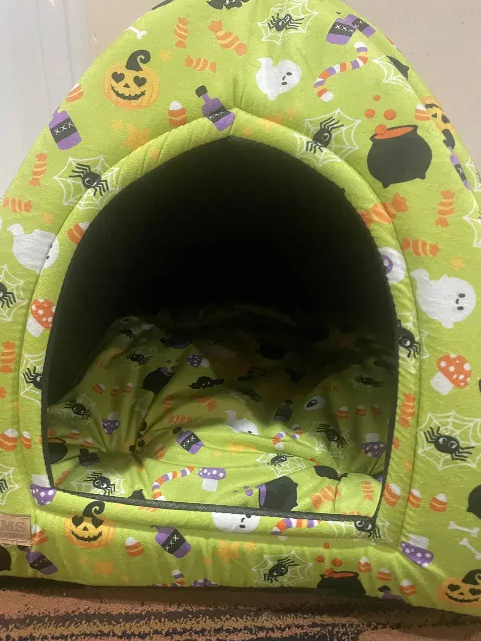 گوربه گربه بریتیش آرام|گربه|بوشهر, |دیوار