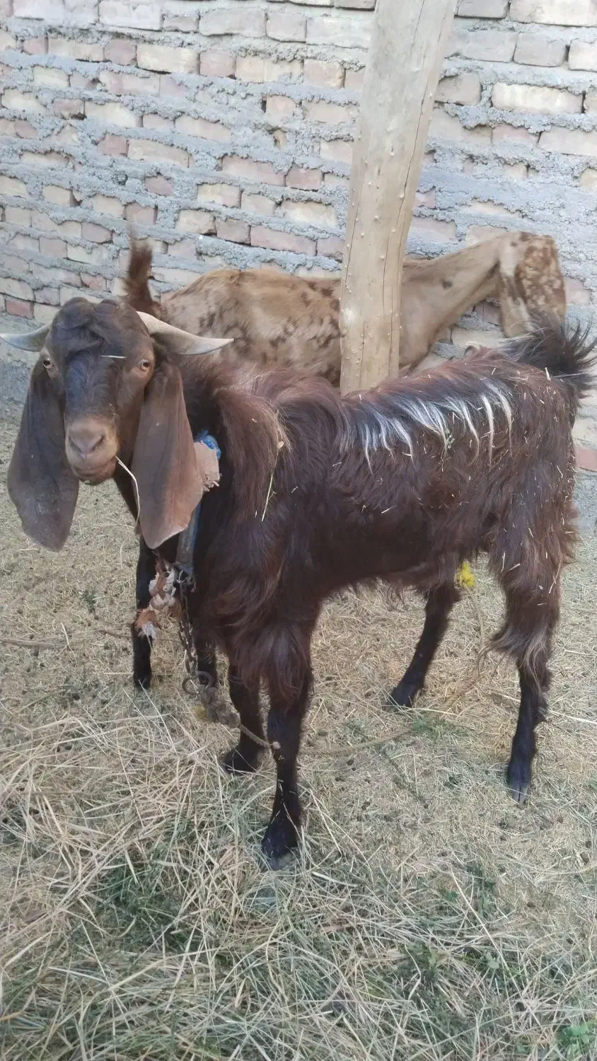 نری چاق سرحال|حیوانات مزرعه|جیرفت, |دیوار