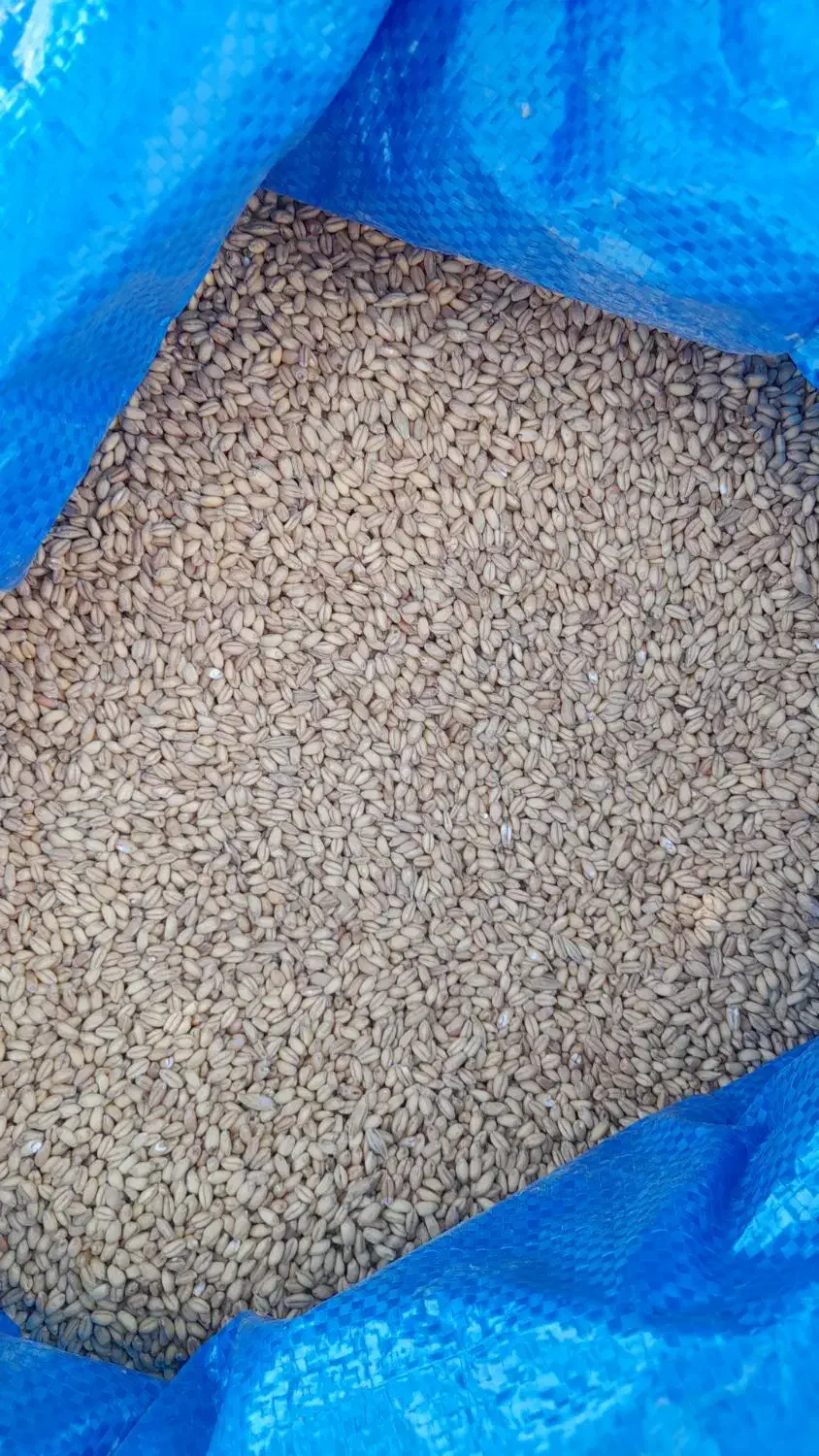 فروش گندم|عمده‌فروشی|لنده, |دیوار