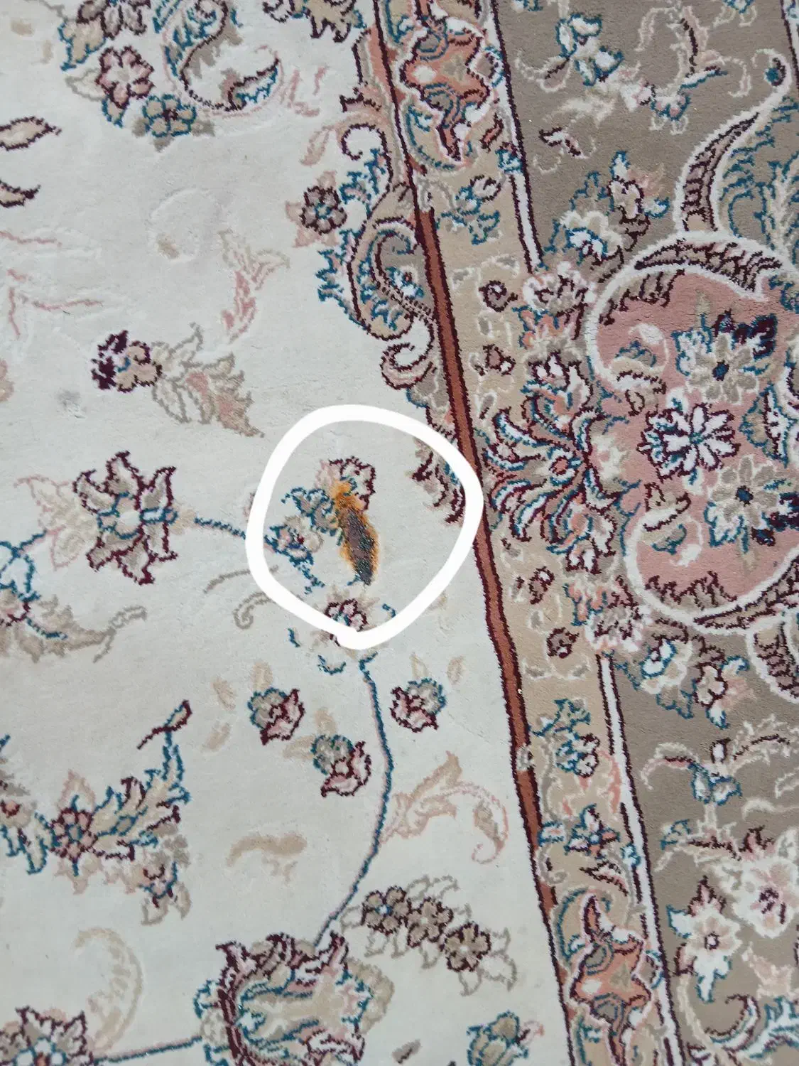 فرش ۹ متری ۷۰۰شانه|فرش|آستانه اشرفیه, |دیوار