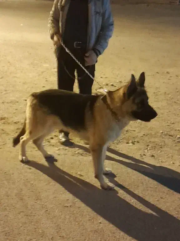 سگ ژرمن نگهبان|سگ|سقز, |دیوار