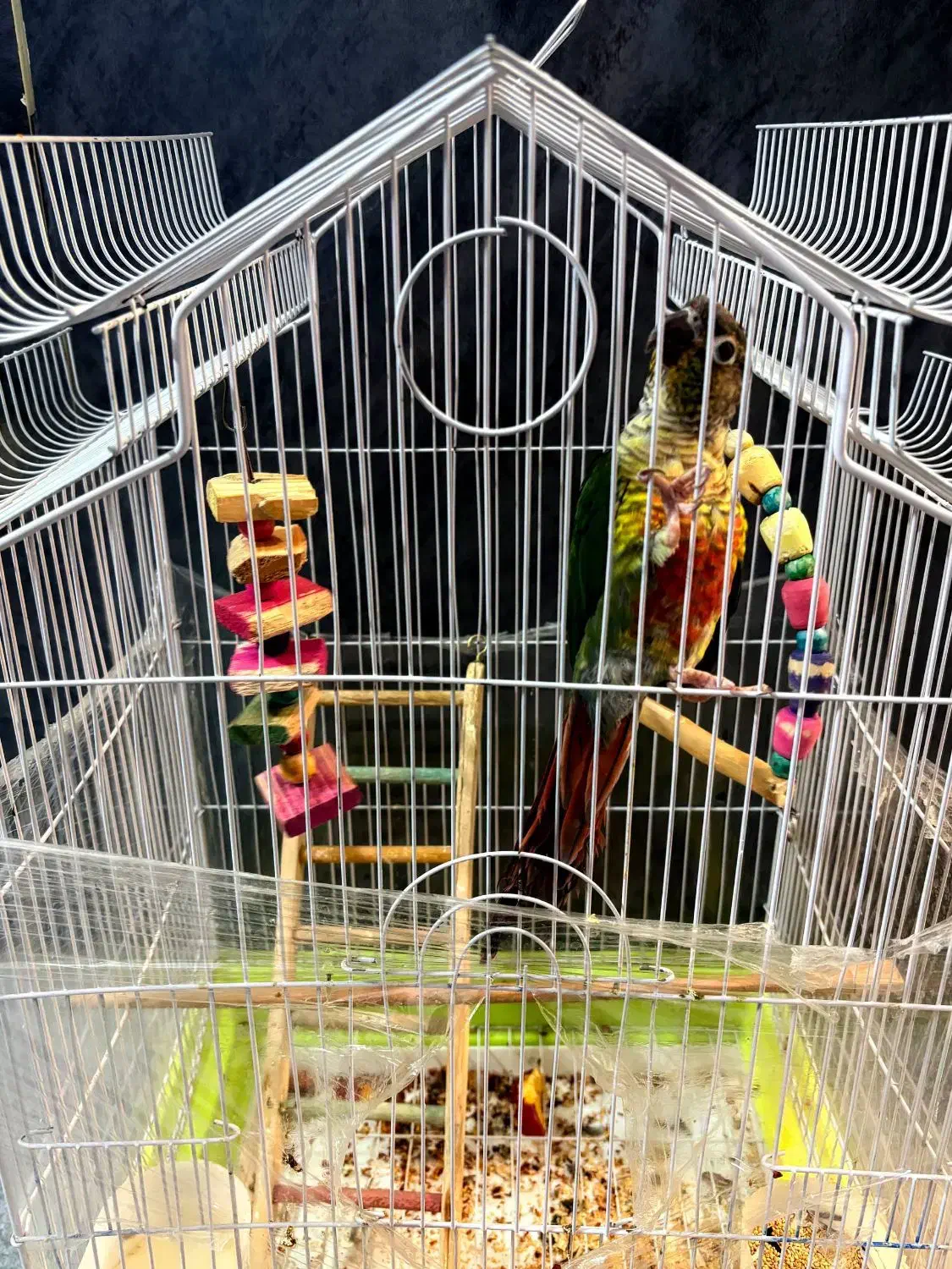 طوطی ،|پرنده|کرج, اصفهانی‌ها|دیوار