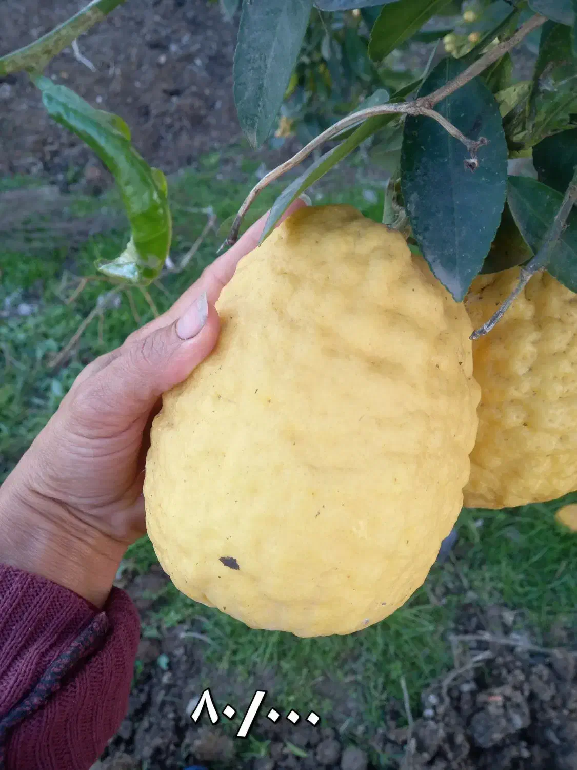 بادرنگ|خوردنی و آشامیدنی|شفت, |دیوار