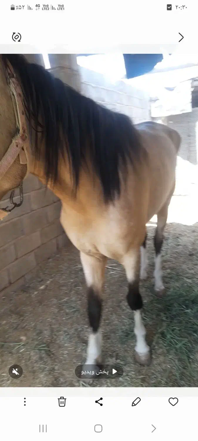 اسب ترکمن|اسب و تجهیزات اسبسواری|خلیل آباد, |دیوار
