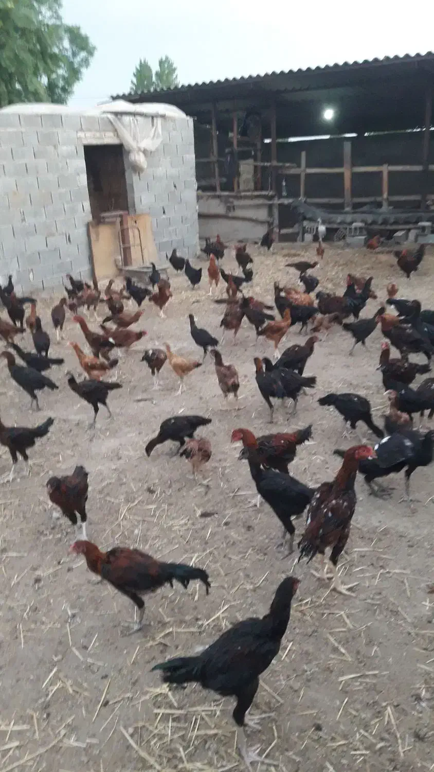 تخم لاری نطفه دار|خوردنی و آشامیدنی|کردکوی, |دیوار