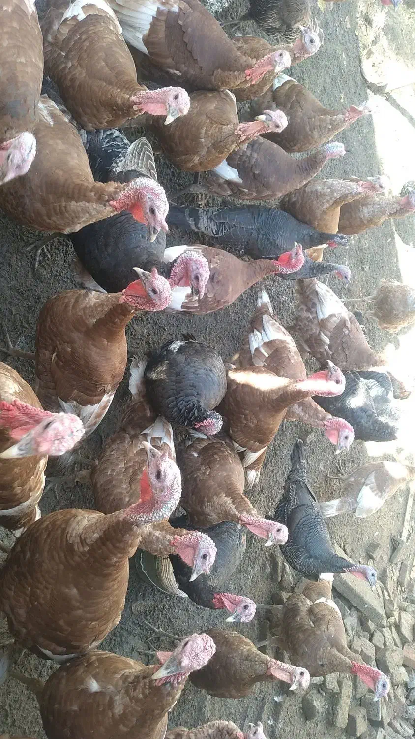 بوقلمون محلی اورگانیک|حیوانات مزرعه|صحنه, |دیوار