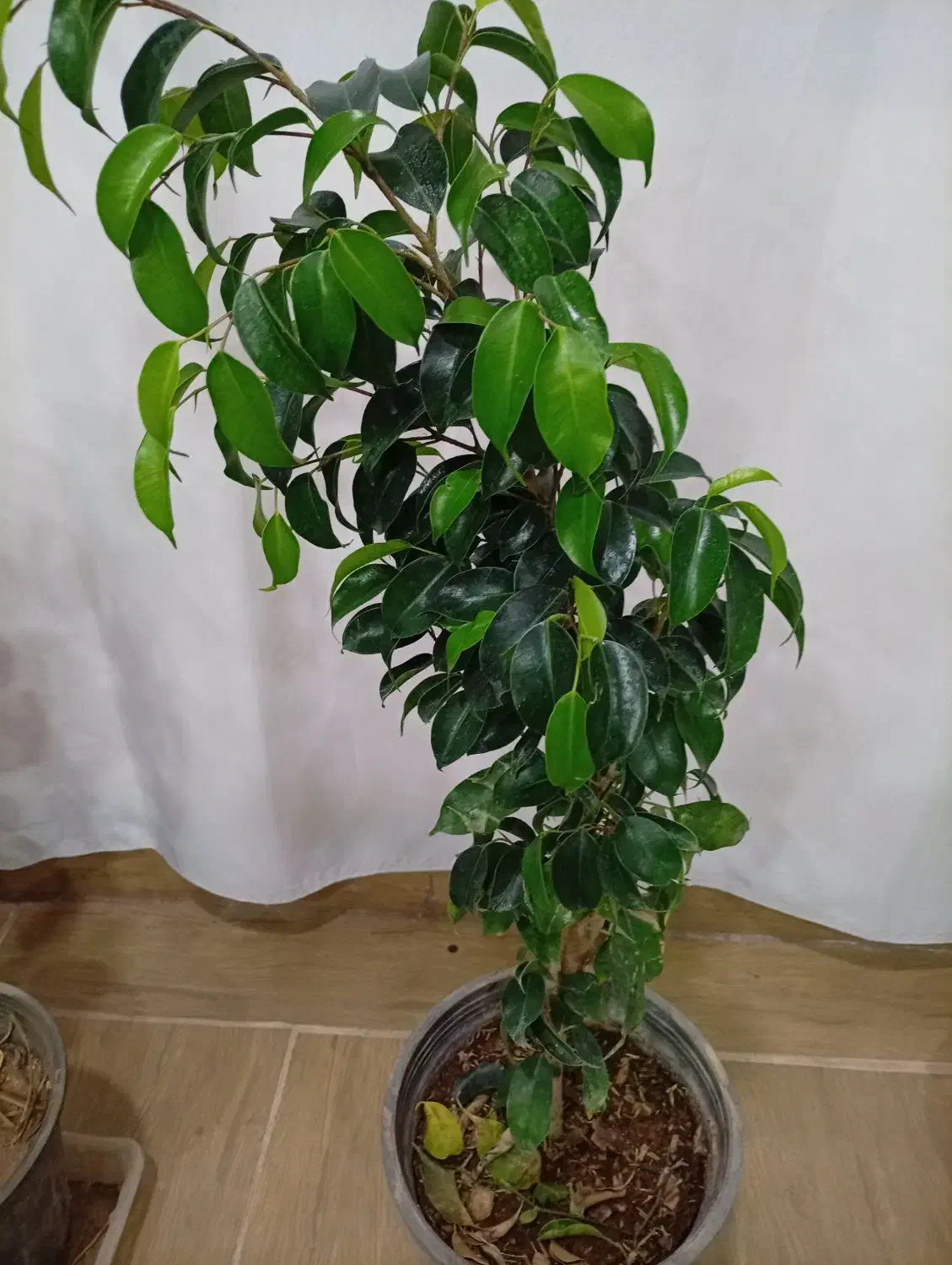 گل فیکوس|گل و گیاه طبیعی|بیرجند, |دیوار