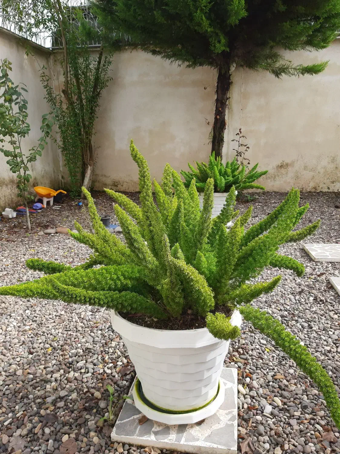 گل دم روبا|گل و گیاه طبیعی|خمام, |دیوار