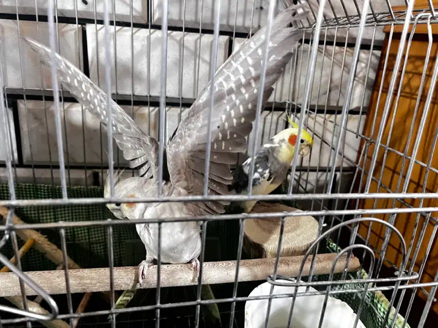 عروس هلندی مولد|پرنده|مبارکه, |دیوار