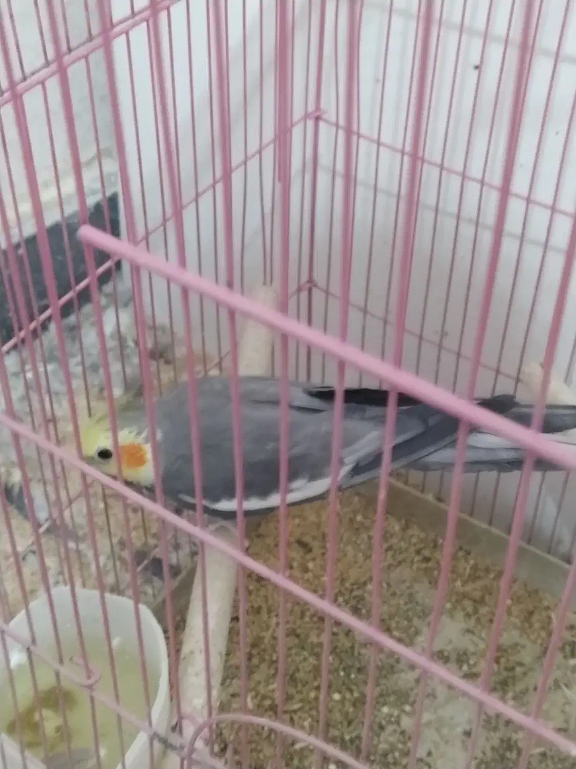 عروس هلندی سخنگو|پرنده|پاکدشت, شهرک امام رضا|دیوار