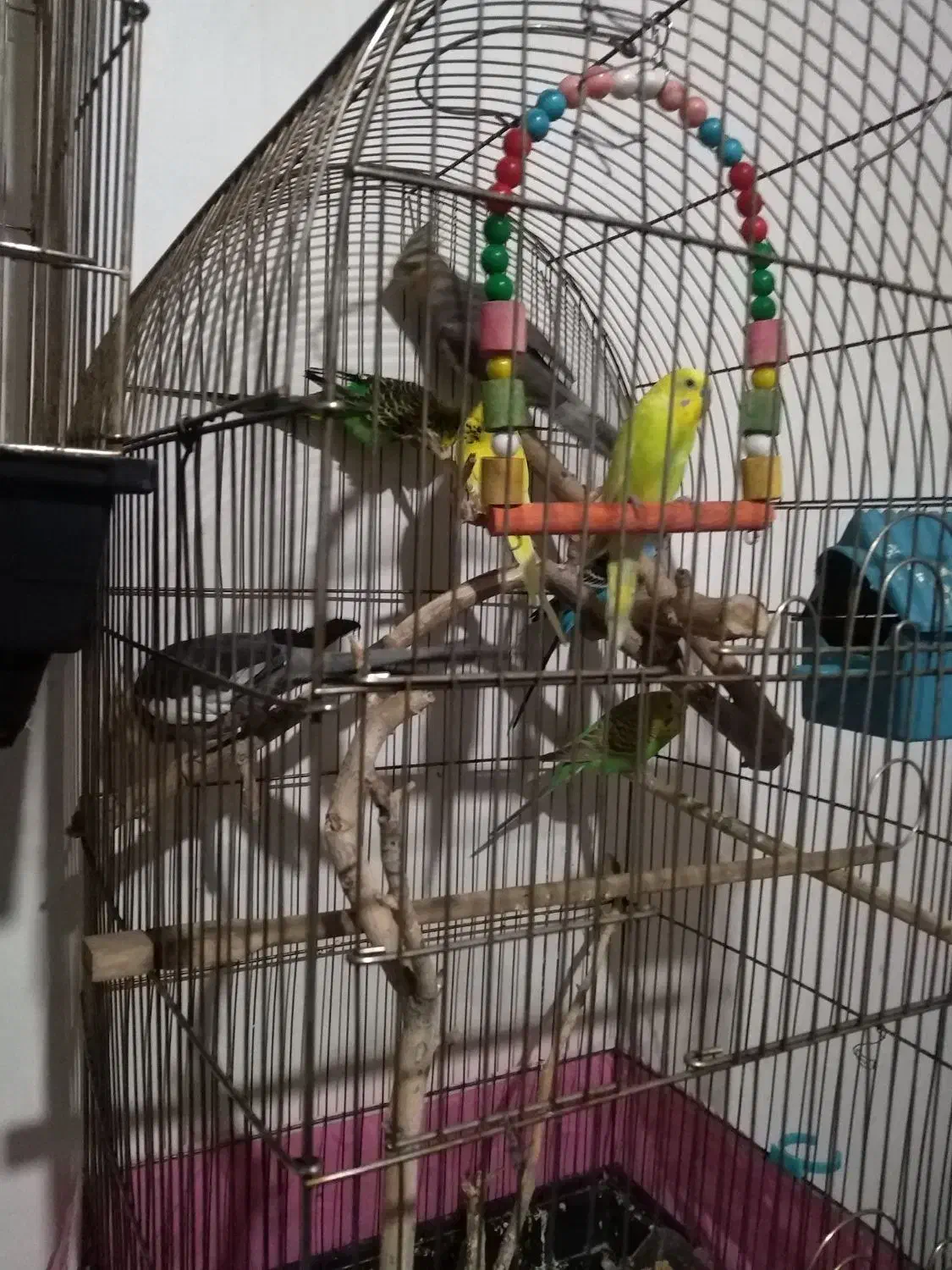 عروس هلندی و مرغ عشق|پرنده|مشهد, موسوی قوچانی|دیوار