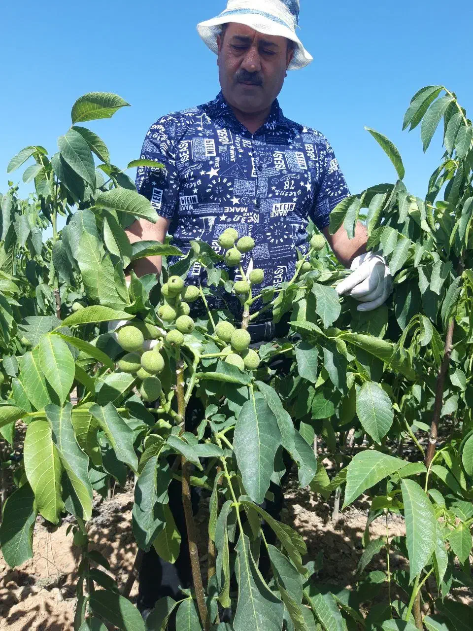 فروش نهال های پربار|خدمات باغبانی و درختکاری|زنجان, |دیوار