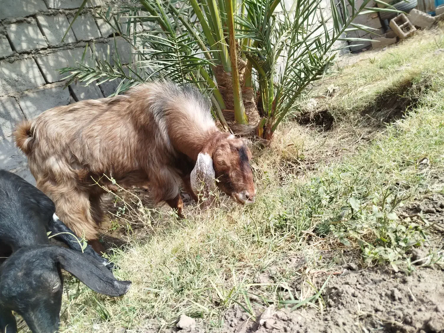 بز نر|حیوانات مزرعه|گنبکی, |دیوار