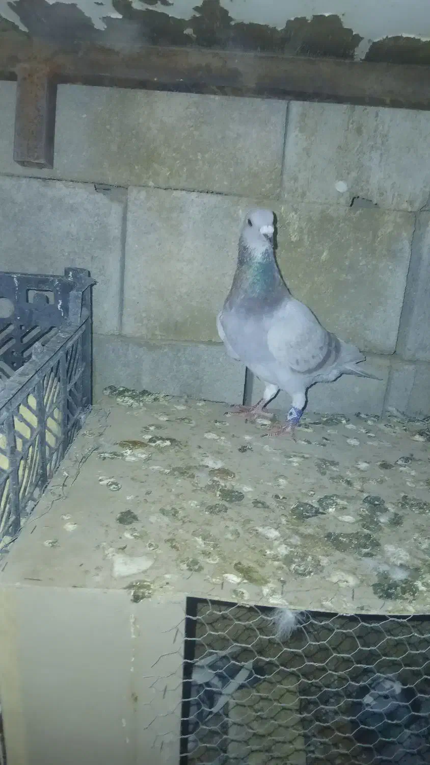 پرنده|پرنده|لار, |دیوار