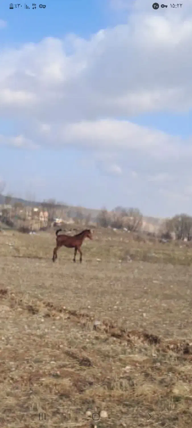 کره اسب مادیان|اسب و تجهیزات اسبسواری|سرعین, |دیوار