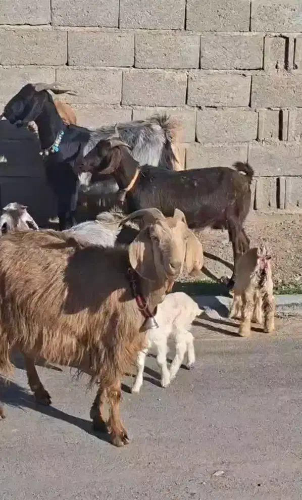 بز زاییده|حیوانات مزرعه|بیرجند, |دیوار