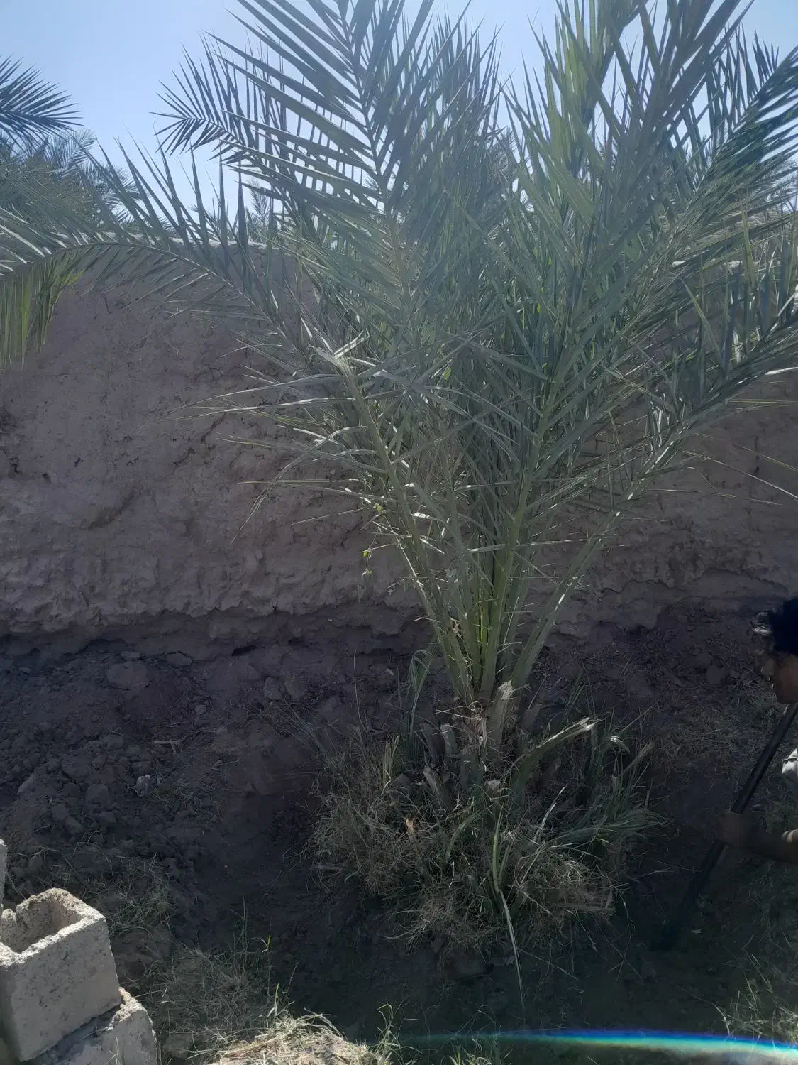 درخت مضافتی|گل و گیاه طبیعی|نرماشیر, |دیوار