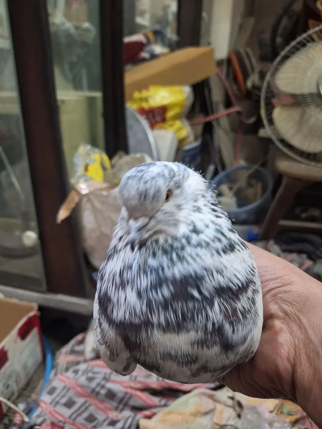 کبوترنرپلنگ جوان سالم کله لرزان|پرنده|اصفهان, جلالیه|دیوار