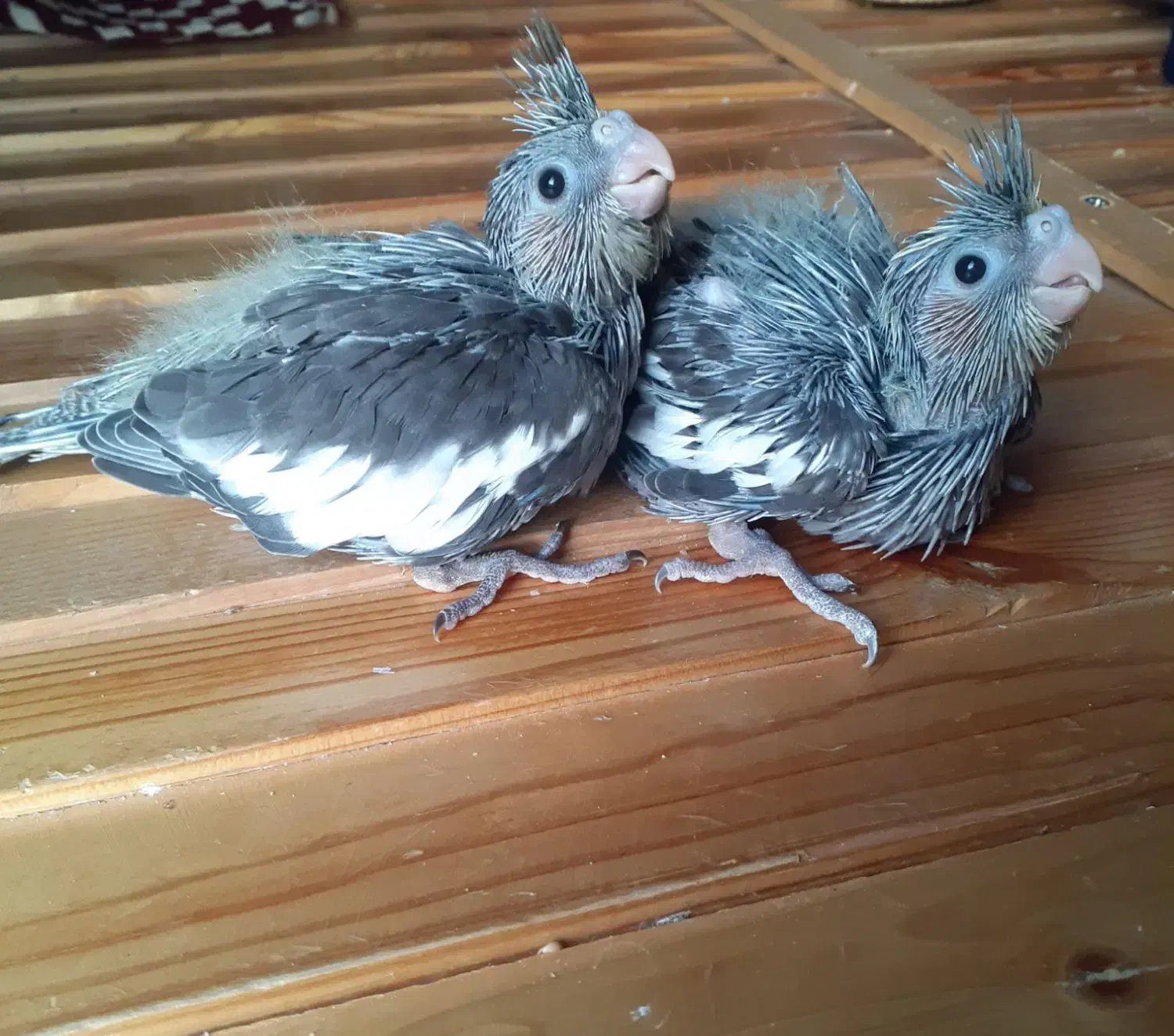 عروی هلندی|پرنده|مشکیندشت, |دیوار