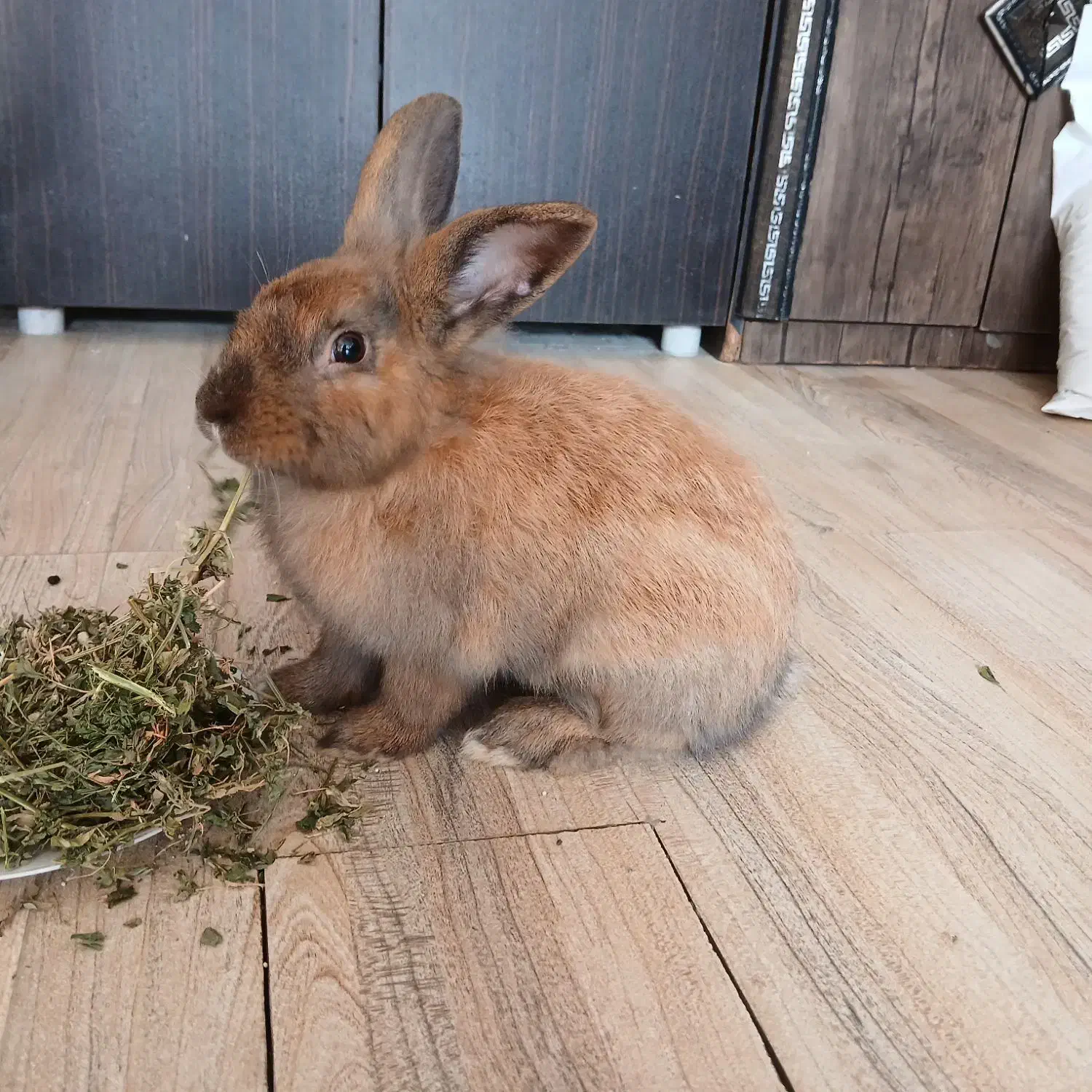 واگذاری خرگوش|موش و خرگوش|رشت, حومه رشت|دیوار